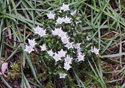 Gentiana douglasiana